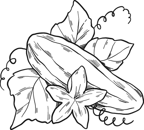 Cucumber Plant Coloring Page